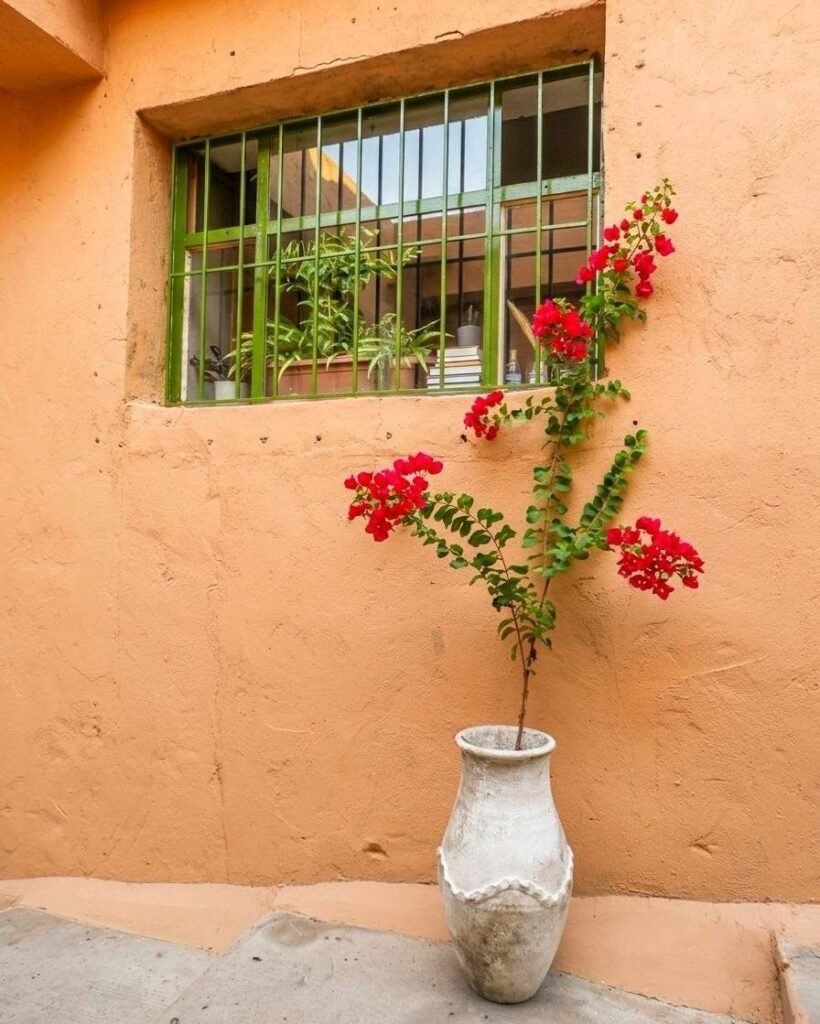 کۆڵانە رەنگینەکانی بیارە
